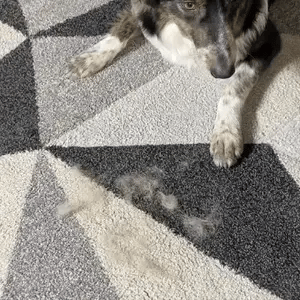 Magic Brush™